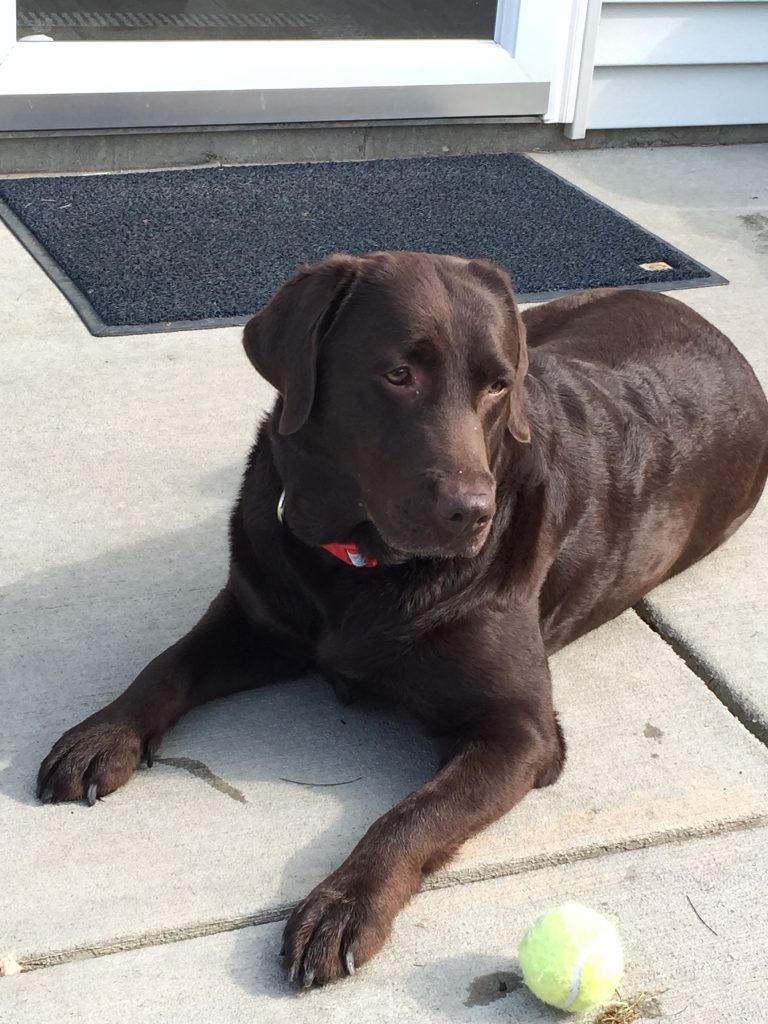 Photo of Reesie, a beloved pet remembered at Shorac Funeral Home in Wintersville, Ohio