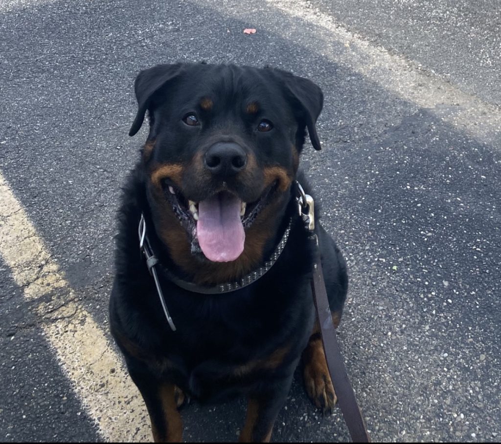 Photo of Atlas, a beloved pet remembered at Shorac Funeral Home in Wintersville, Ohio